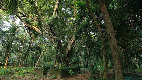 Sacred Groves